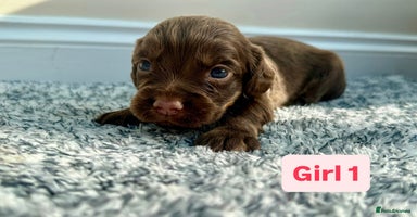 Cocker Spaniel dogs - Advert 8