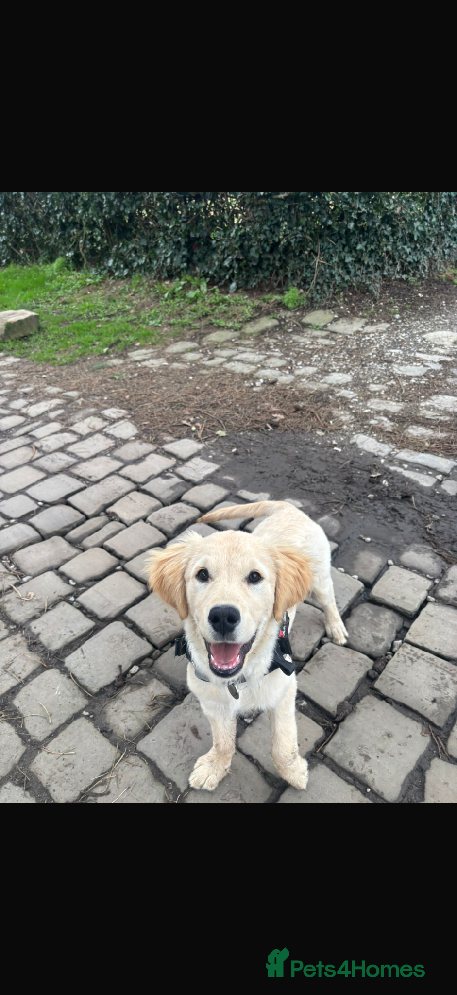 Golden Retriever dogs Golden retriever puppy - Advert 6
