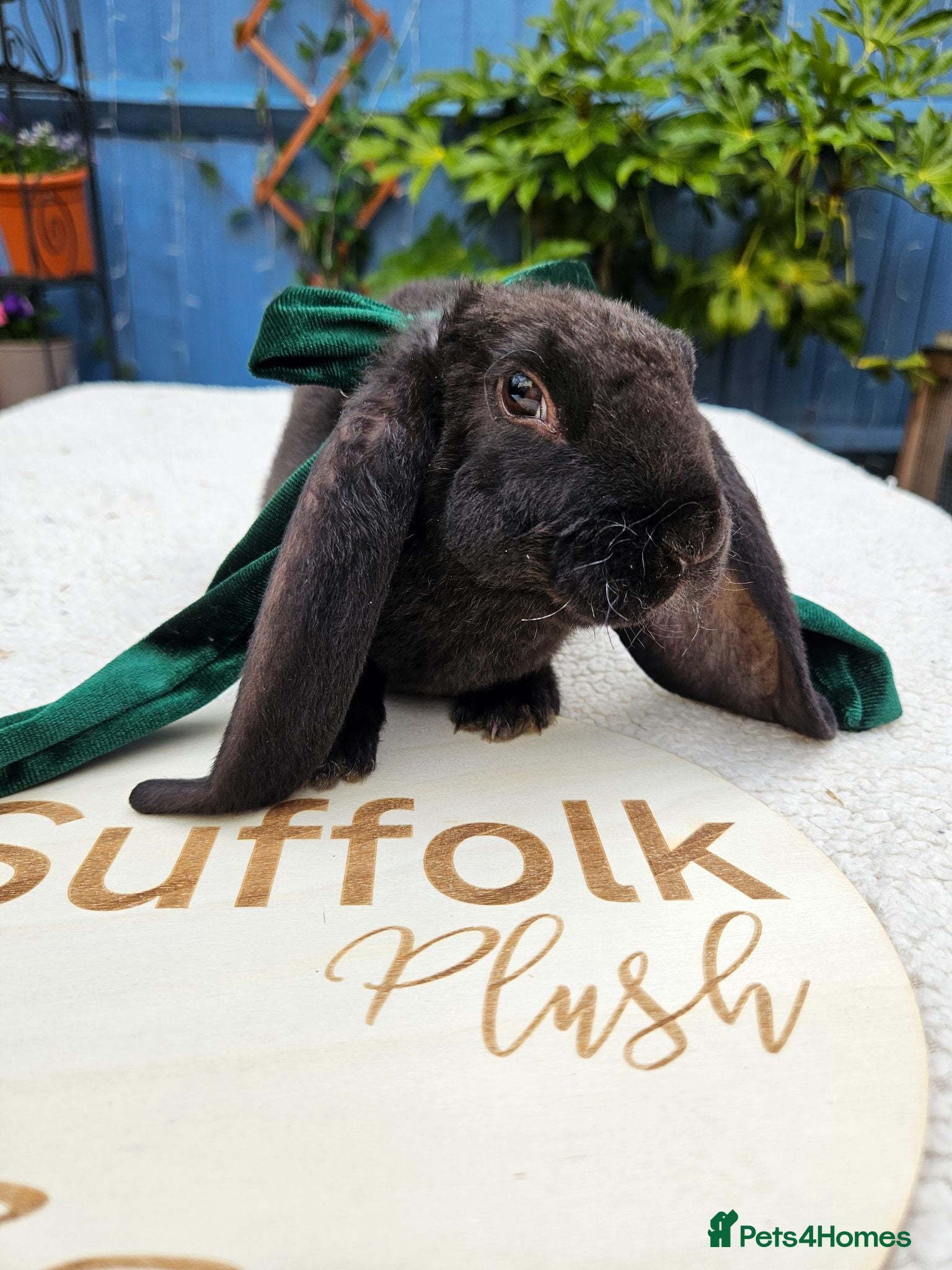 Rex rabbits Luxury Velveteen Lops  - Advert 12
