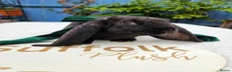Rex rabbits for sale: Luxury Velveteen Lops  - Advert 12
