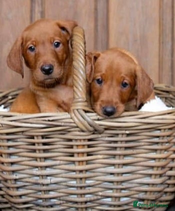 Labrador Retriever dogs KC Stunning Dark Fox Red Labrador Puppies - Advert 1