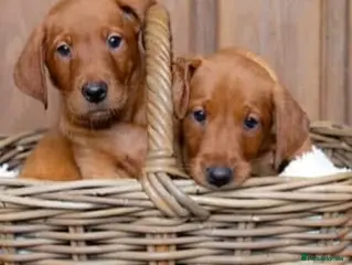 Labrador Retriever dogs KC Stunning Dark Fox Red Labrador Puppies - Advert 1
