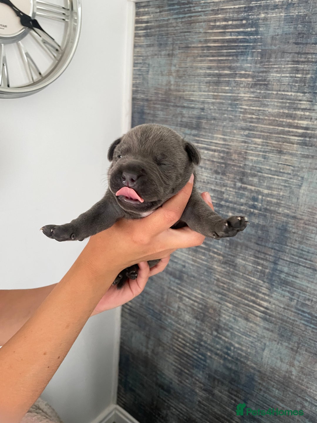 Staffordshire Bull Terrier dogs for sale: Blue Staffordshire bull terrier kc registered ❗️ - Image 8