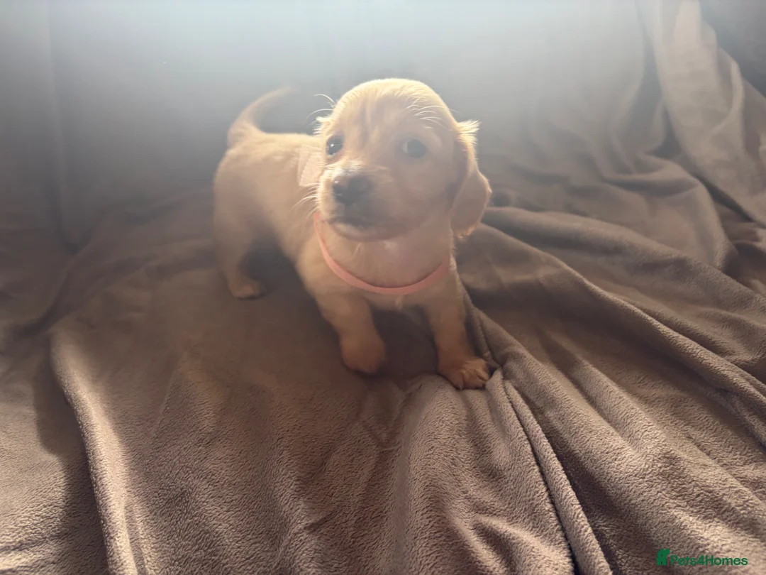 Miniature Dachshund dogs for sale: Cream Long Haired Pups KC - Advert 19