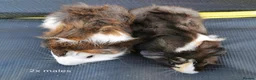 Guinea Pig rodents for sale: Baby Guinea Pigs Ready now in Glastonbury - Advert 5