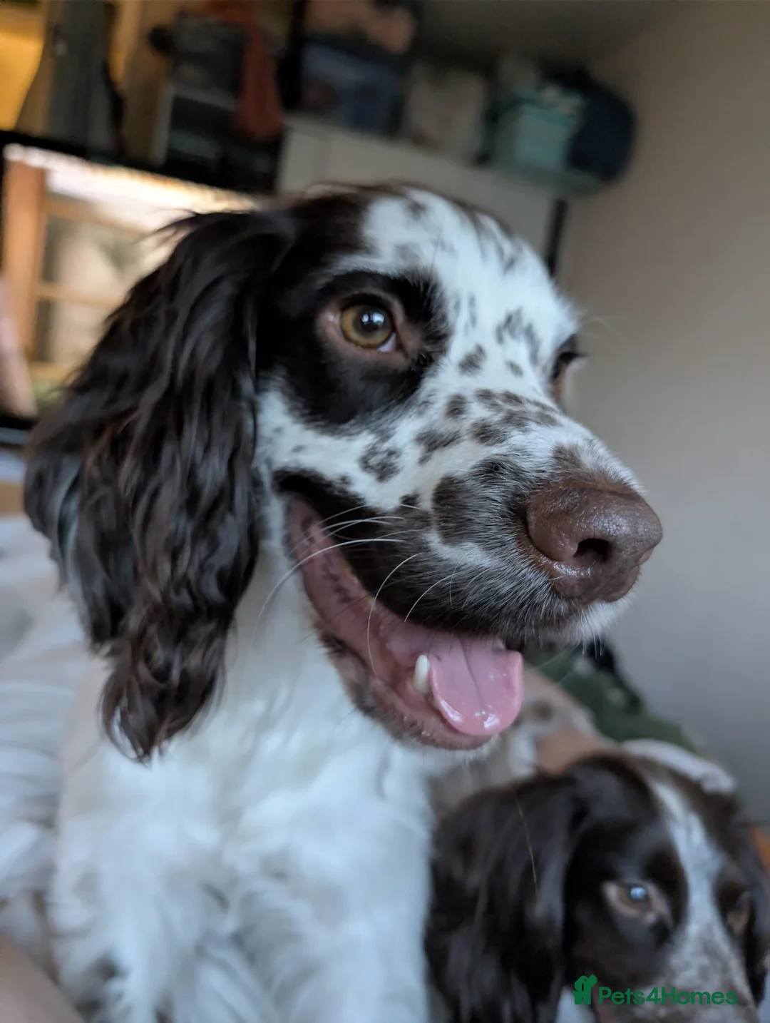 Cocker Spaniel dogs for sale: 2 year old cocker spaniel - Murphy in Ware - Advert 5