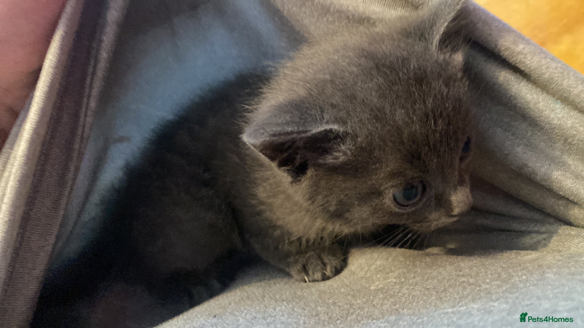 Mixed Breed cats little kitten - Advert 1