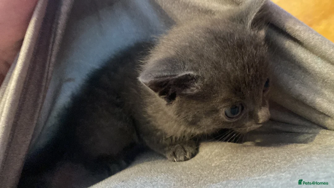 Mixed Breed cats for sale: little kitten in Hartlepool - Advert 1