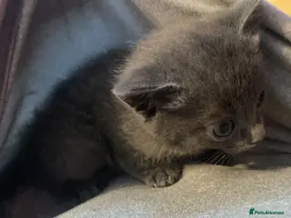 Mixed Breed cats little kitten - Advert 1