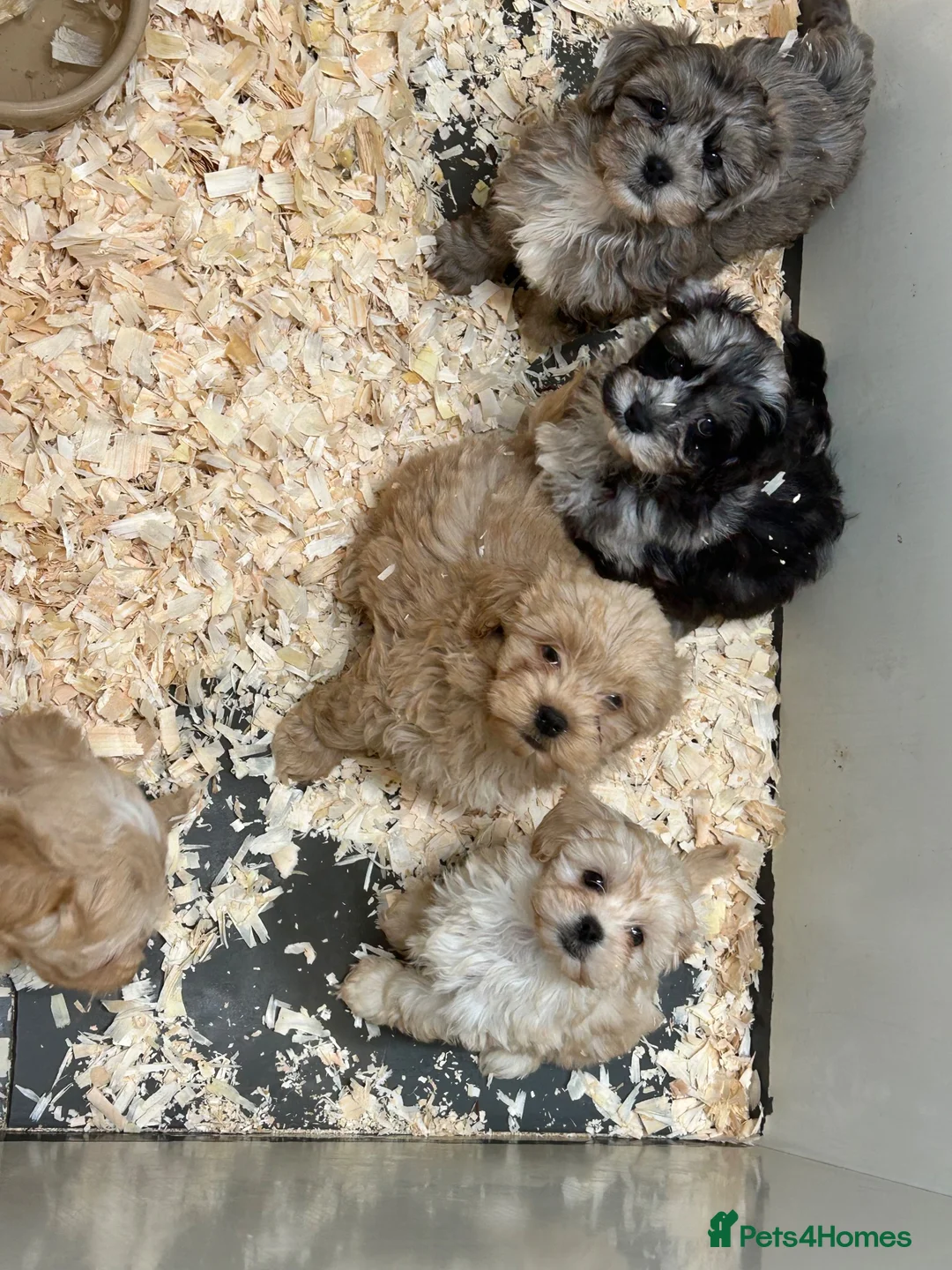 Shihpoo dogs for sale: Two stunning shihpoo boys - Advert 5