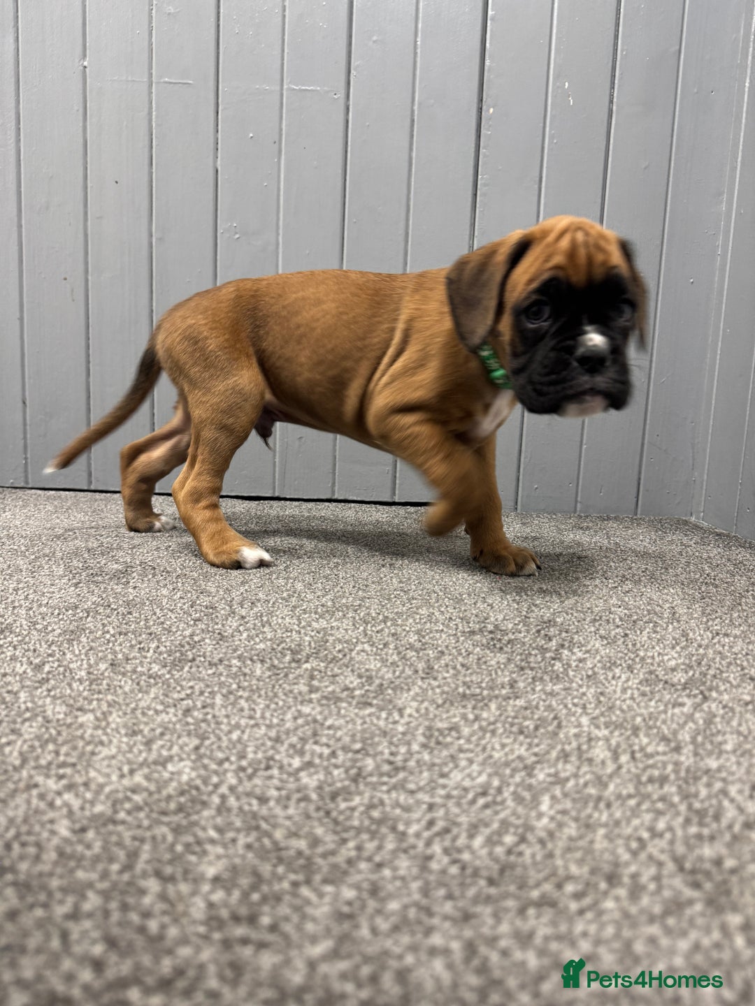 KC Registered Boxer Puppies for sale in Glenrothes Pets4Homes