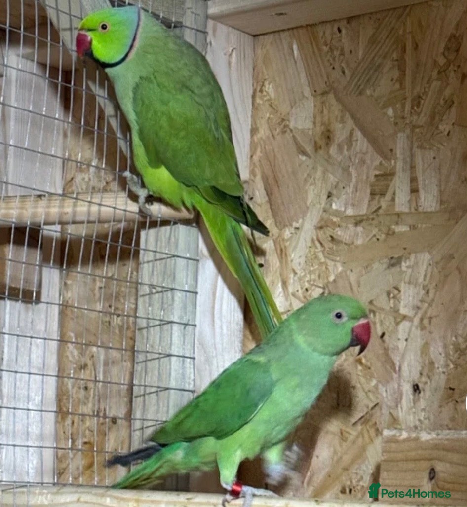 Ringnecks birds Lovely proven pair of ring necks  - Advert 1