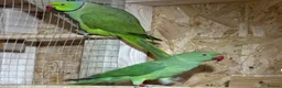 Ringnecks birds for sale: Lovely proven pair of ring necks  in Hitchin - Advert 1