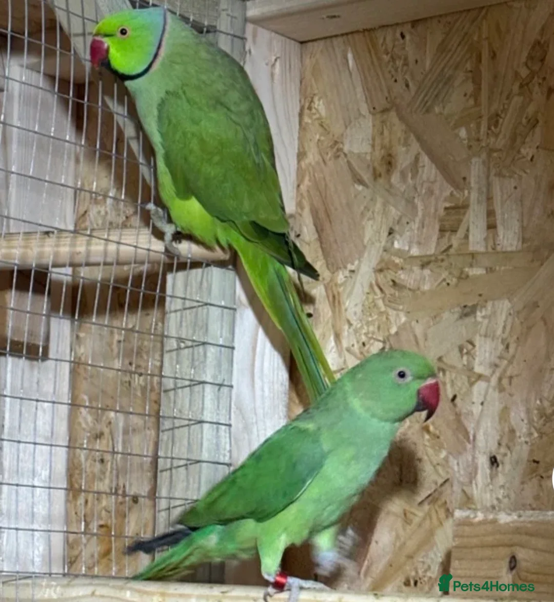 Ringnecks birds for sale: Lovely proven pair of ring necks  in Hitchin - Advert 1
