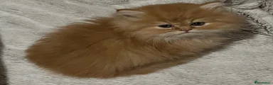 Persian 1
