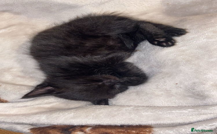 Mixed Breed cats - Advert 14