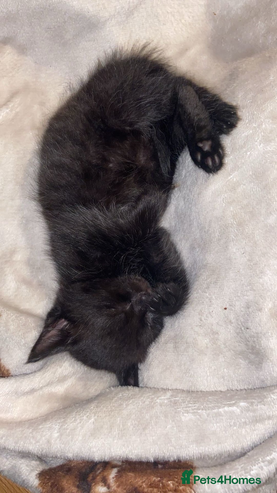 Mixed Breed cats for sale: 6 kittens ready now  - Image 1