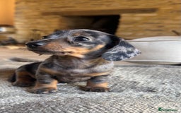 Miniature Dachshund dogs for sale: KC champ lines miniature smooth dachshund puppies - Image 11