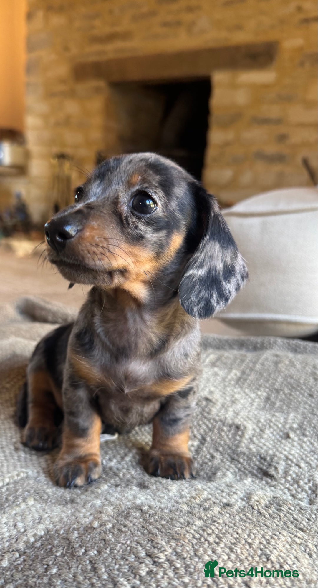 Miniature Dachshund dogs for sale: KC champ lines miniature smooth dachshund puppies - Image 11