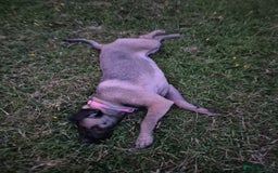 Cane Corso dogs for sale: Cane corso for sale  - Image 3