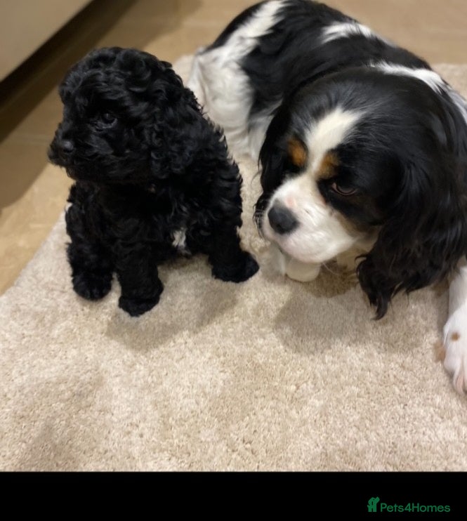 Cavapoo dogs Cavapoo baby - Advert 2