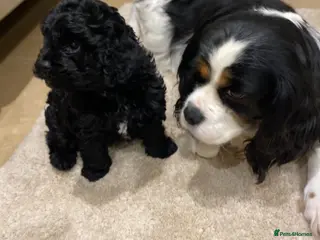 Cavapoo dogs Cavapoo baby - Advert 2