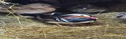 Ducks poultry for sale: Mandarin ducks - Advert 7