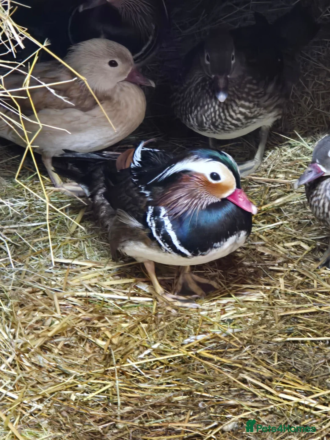 Ducks poultry for sale: Mandarin ducks - Advert 7