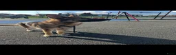 German Shepherd dogs for sale: Full pedigree GS for rehome  in Altrincham - Advert 6