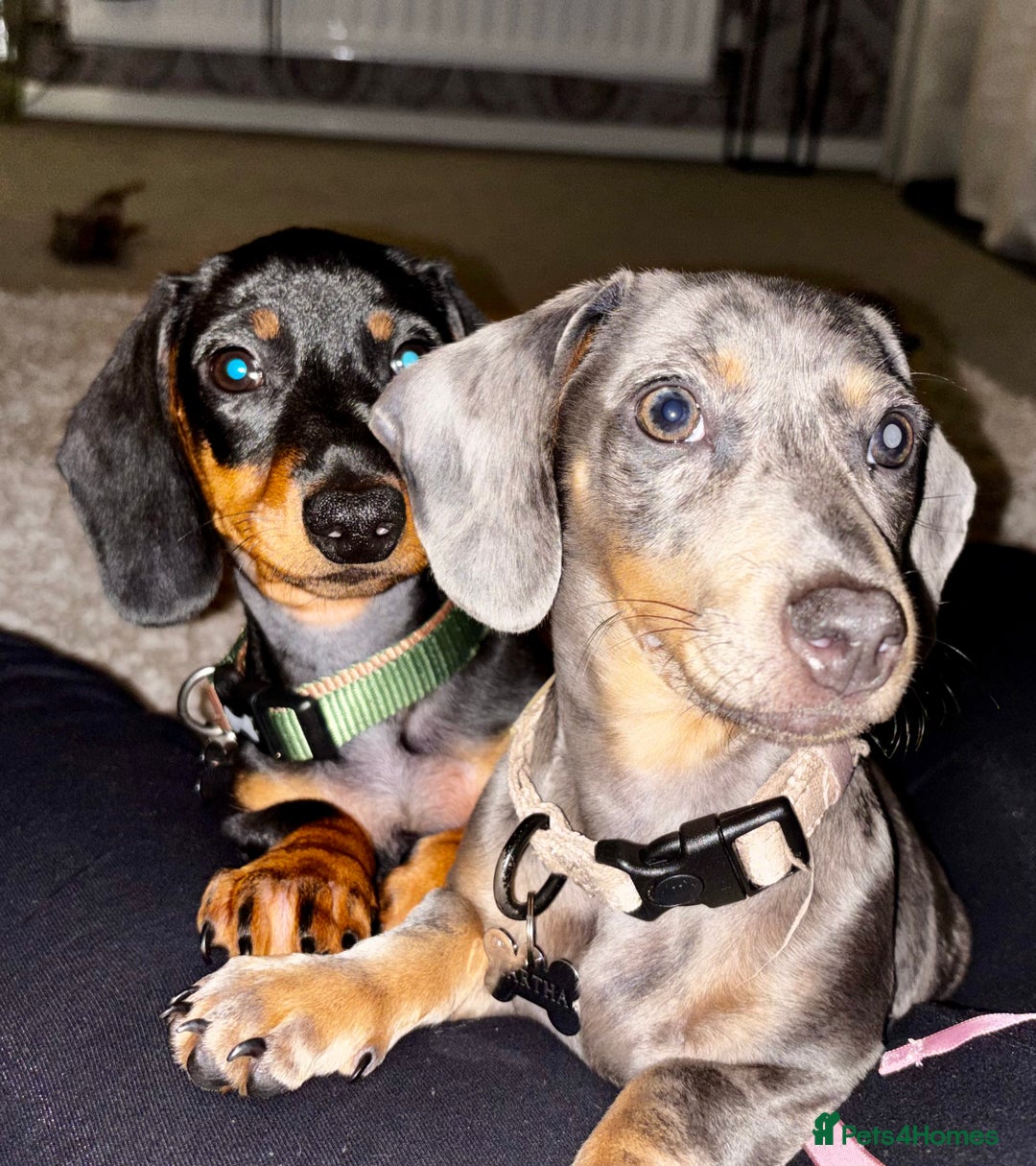 Miniature Dachshund dogs for sale: Pair of miniature dachshunds BOY AND GIRL - Advert 1