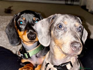 Miniature Dachshund dogs Pair of miniature dachshunds BOY AND GIRL - Advert 1