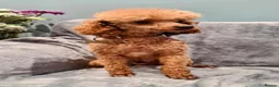 Cockapoo dogs for sale: Deep red cockapoo’s  - Advert 4