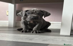 Great Dane dogs for sale: KC registered blue Great Dane puppies - Image 30