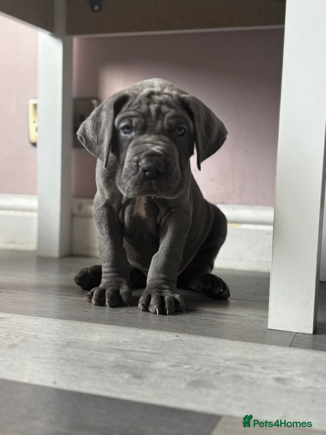 Great Dane dogs for sale: KC registered blue Great Dane puppies - Image 30
