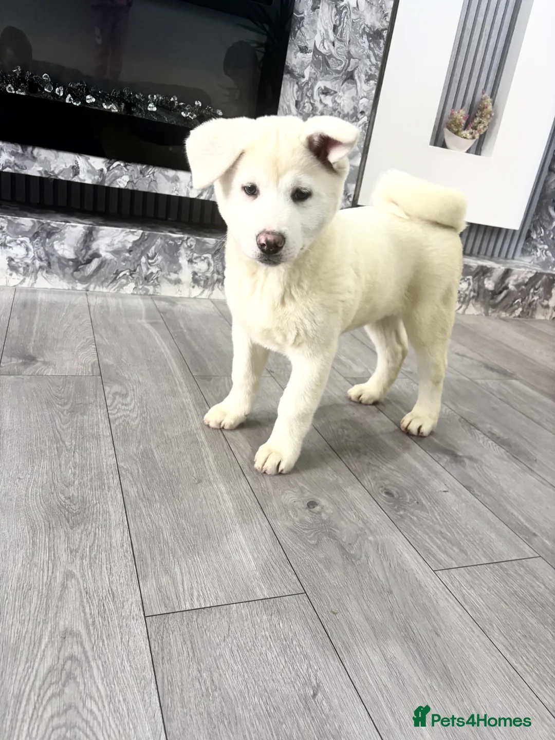 Japanese Akita Inu dogs for sale: Japanese Akita Inu - Advert 10