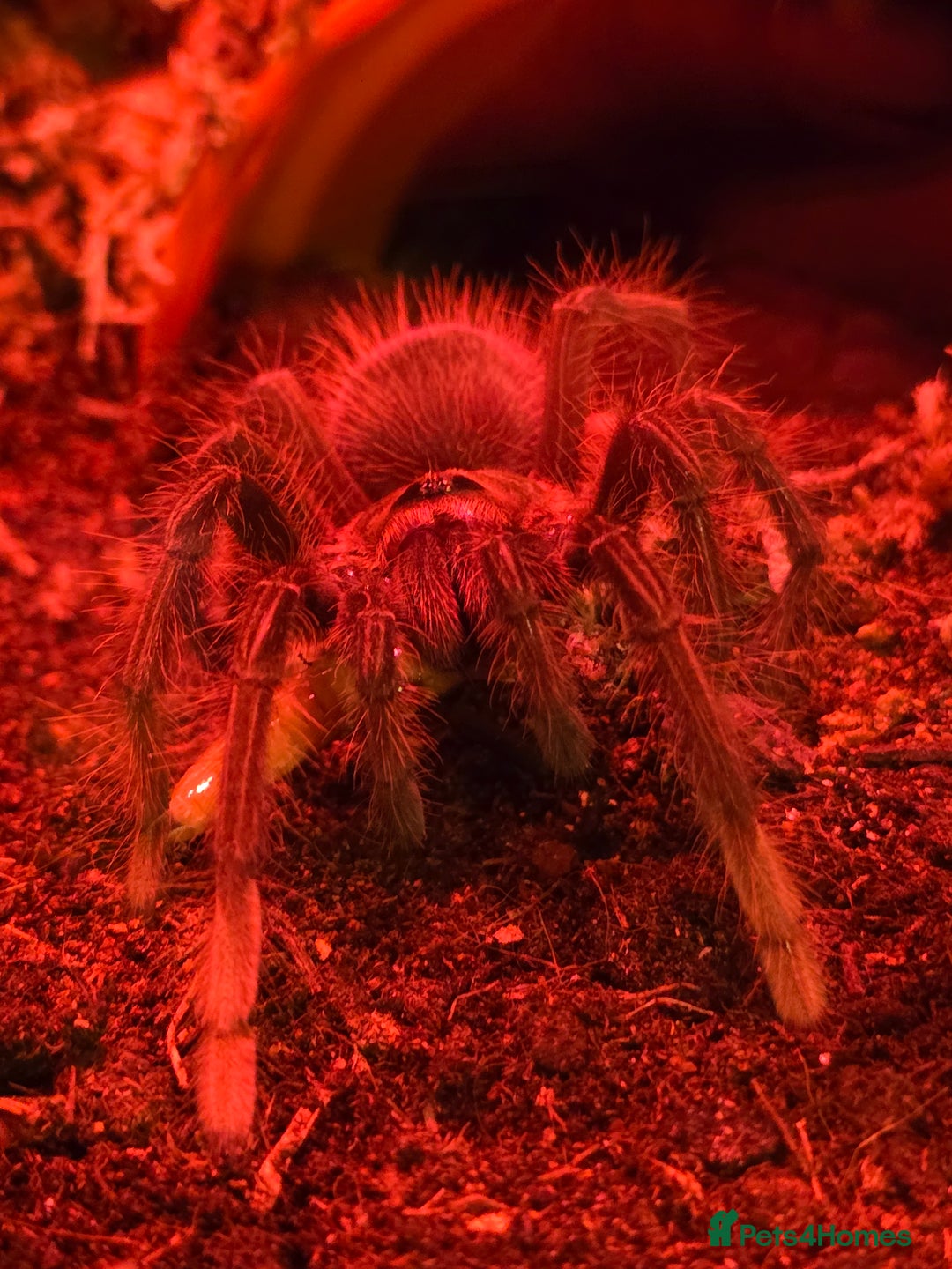 Tarantulas invertebrates for sale: Pink toe goliath/theraphosa apophysis  - Advert 3