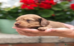 Miniature Dachshund dogs for sale: 𝕃𝕠𝕟𝕘 𝕙𝕒𝕚𝕣𝕖𝕕 𝕔𝕣𝕖𝕒𝕞 𝕡𝕦𝕡𝕡𝕚𝕖𝕤 🧸 - Image 16