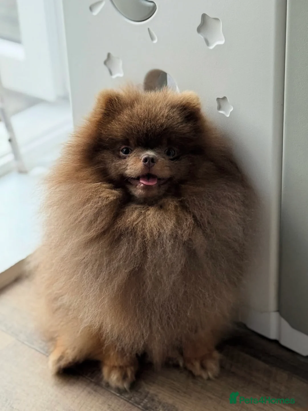 Pomeranian dogs for stud: Exclusive KC Lilac Tan Teddy 🧸 - Advert 7