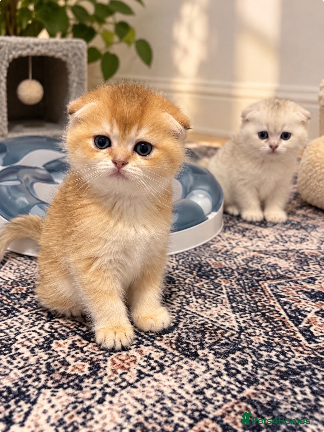Scottish Fold cats stunning Scottish Fold and  Straight kittens - Advert 3