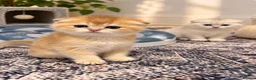 Scottish Fold cats for sale: stunning Scottish Fold and  Straight kittens - Advert 5