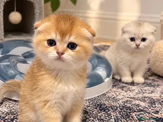 Scottish Fold cats stunning Scottish Fold and Straight kittens - Advert 3