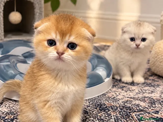 Scottish Fold cats stunning Scottish Fold and Straight kittens - Advert 2