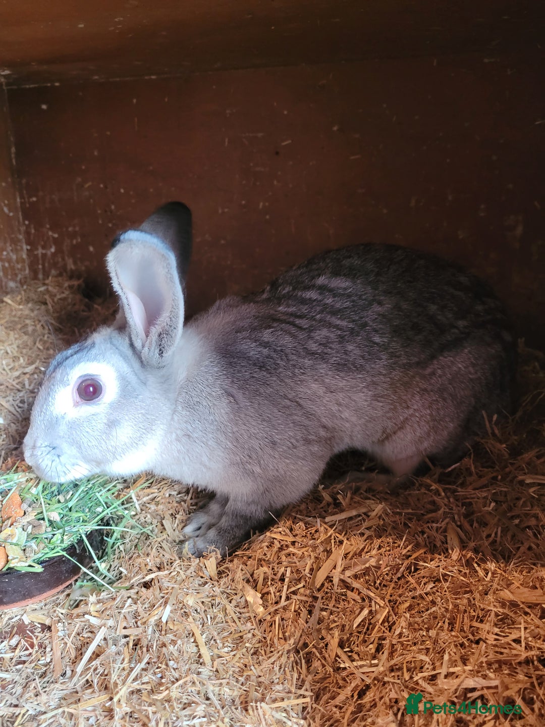 Belgian Hares rabbits for sale: 'Pedro' Chinchilla Belgian Hare buck - Image 2
