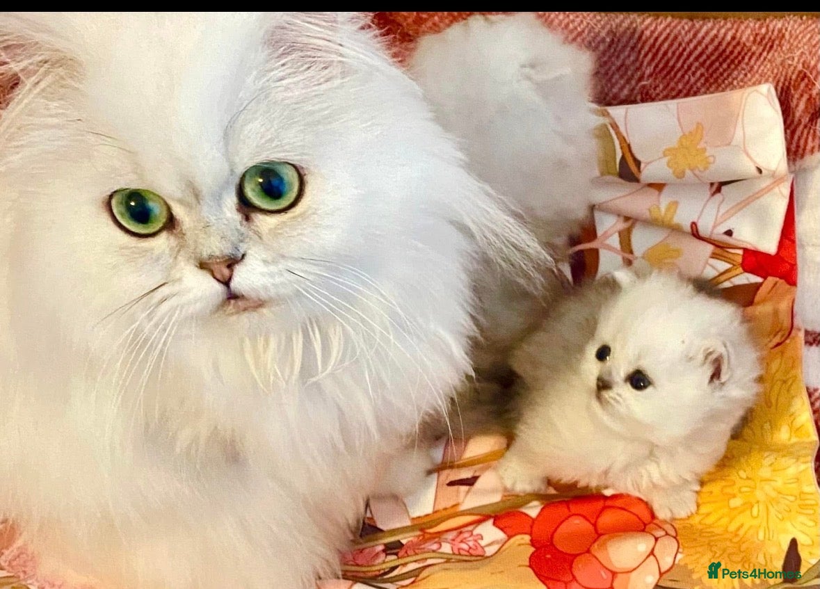 Persian cats for sale: TICA Reg Silver Persian Chinchilla Kittens  - Advert 1