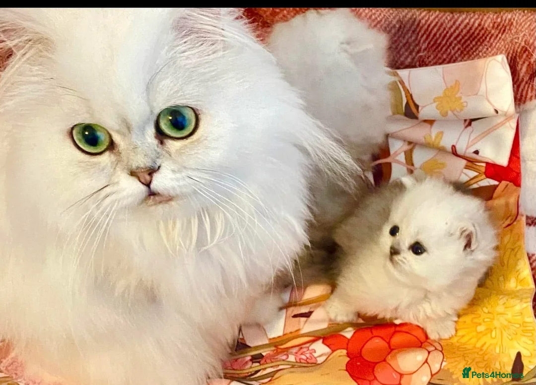 Persian cats for sale: TICA Reg Silver Persian Chinchilla Kittens  - Advert 1