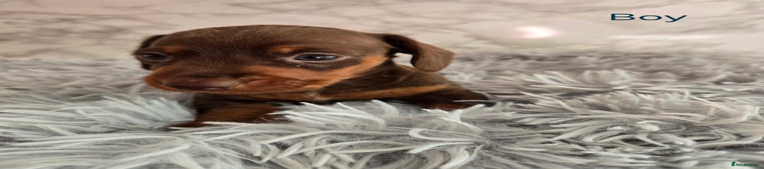 Miniature Dachshund Puppy 5