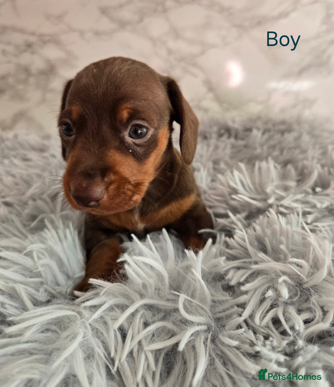 Miniature Dachshund dogs for sale: Stunning miniature dachshund puppies - Image 11