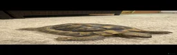 Hermann Tortoise reptiles for sale: Jack the tortoise  - Advert 4