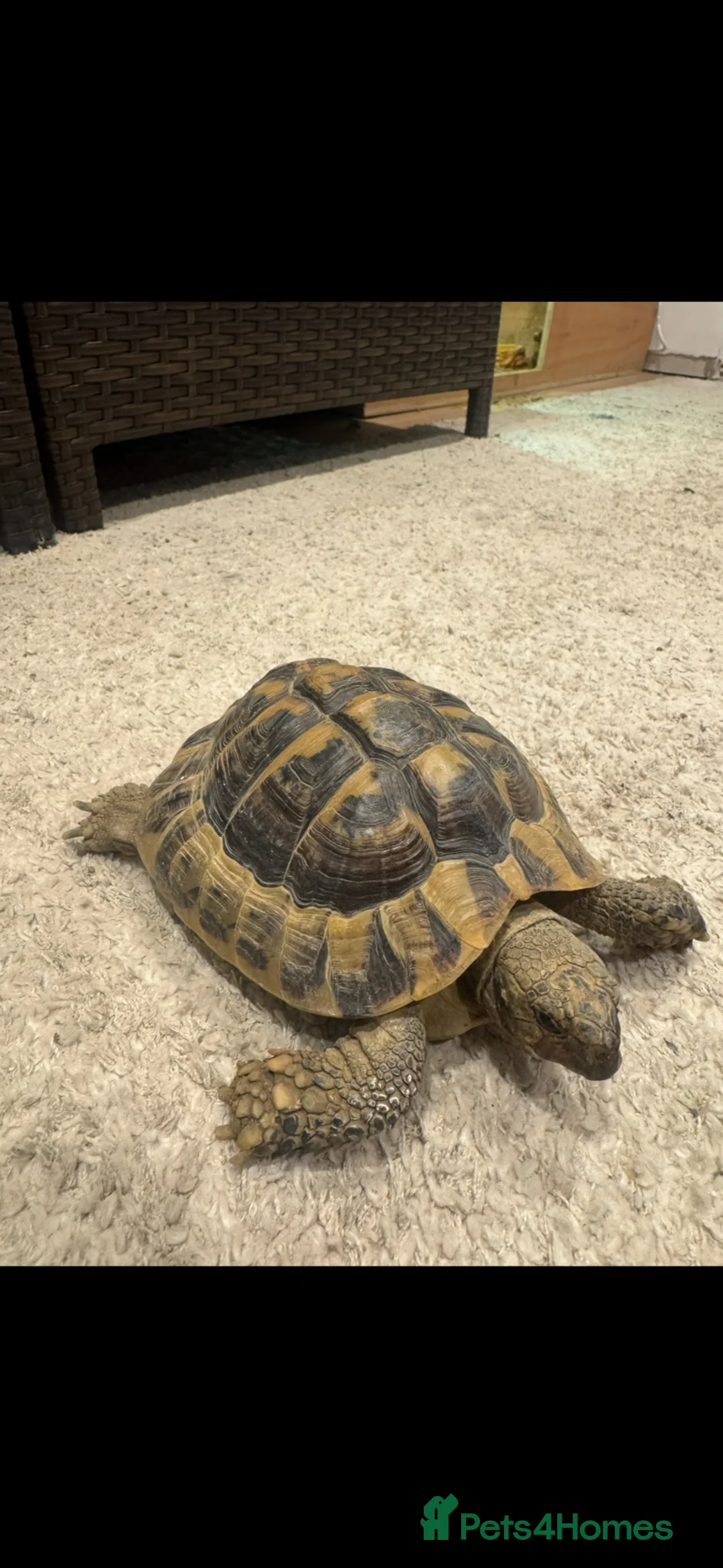 Hermann Tortoise reptiles for sale: Jack the tortoise  - Advert 4