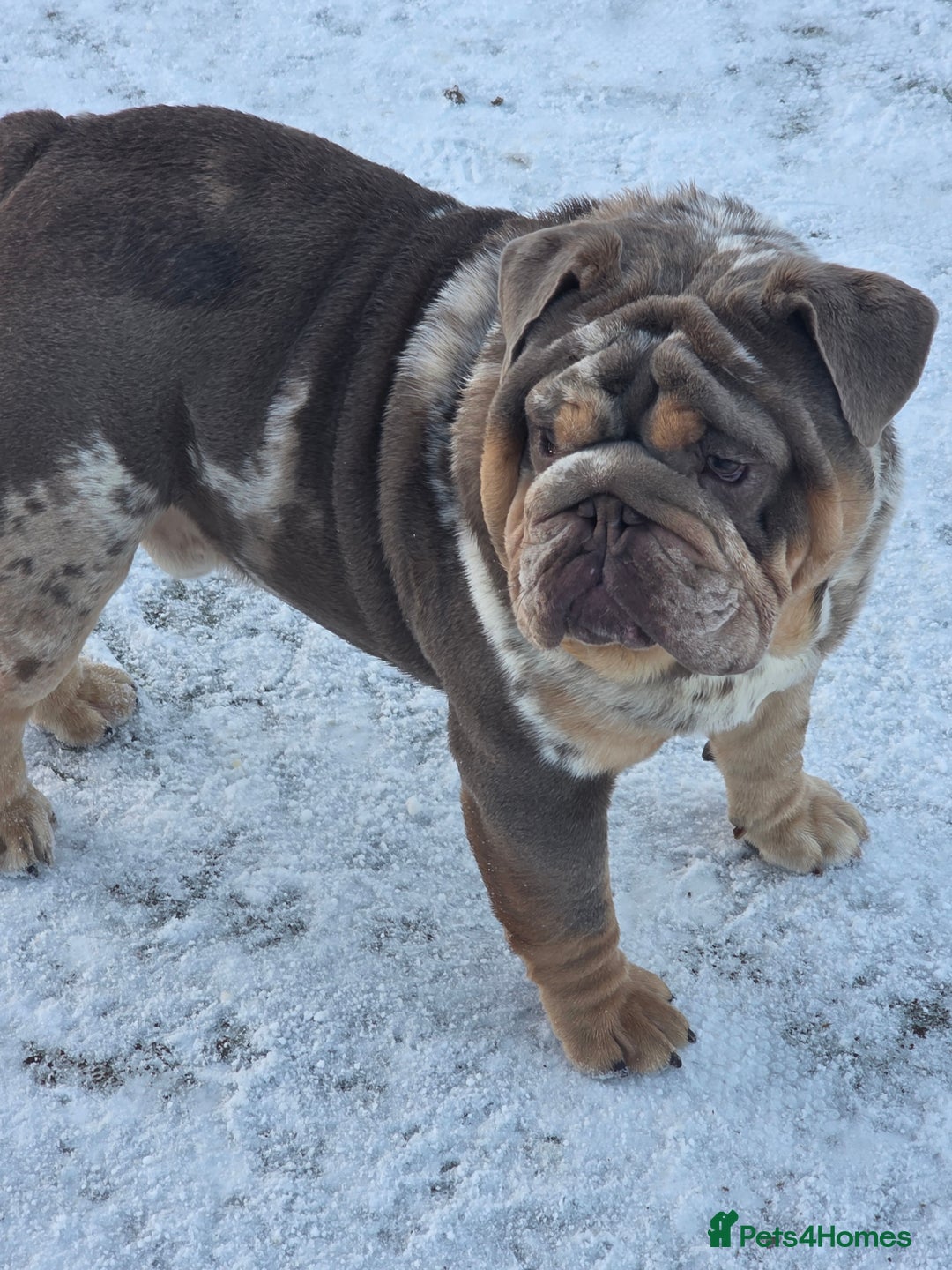 English Bulldog dogs for stud: British bulldog for stud - Advert 8